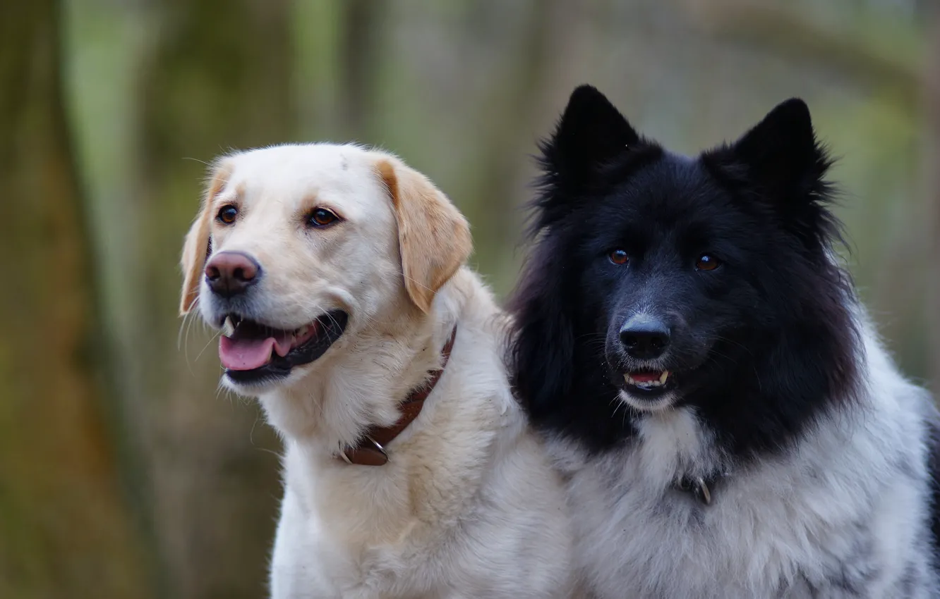 Photo wallpaper dogs, background, pair
