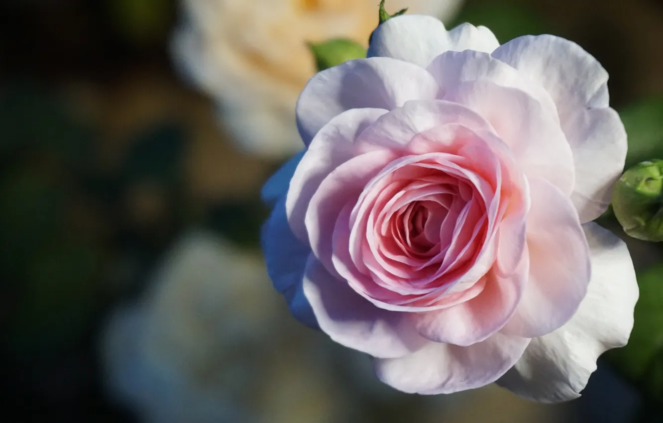 Photo wallpaper macro, flowers, the dark background, roses, pink, bokeh