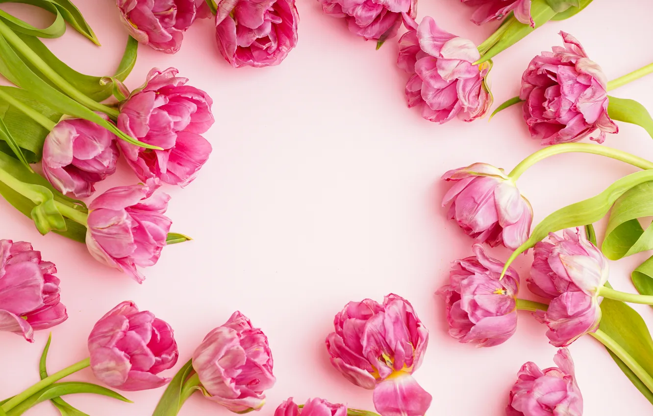 Photo wallpaper flowers, tulips, pink, pink, flowers, beautiful, tulips, peonies