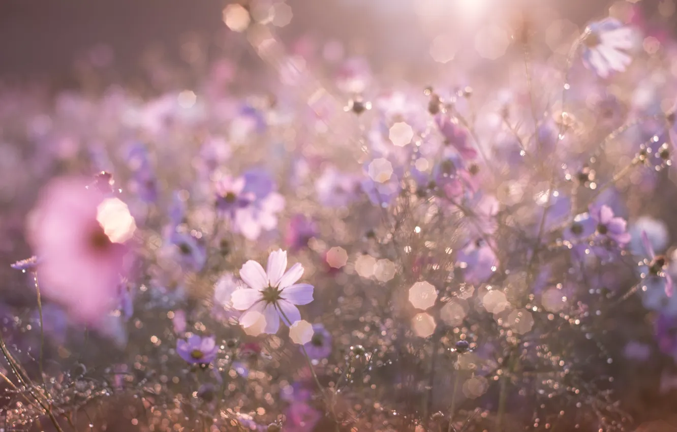 Photo wallpaper light, flowers, morning, bokeh