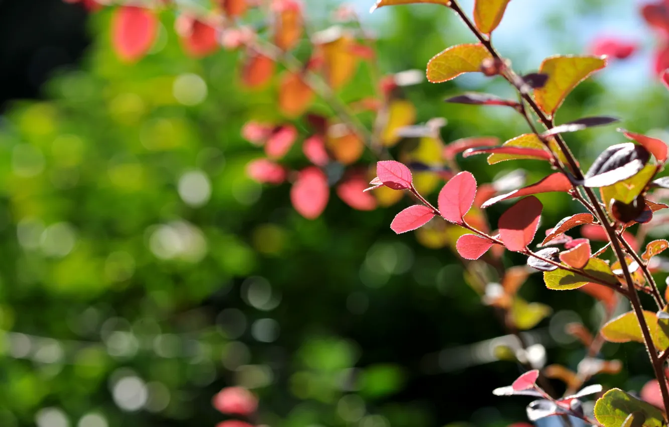 Photo wallpaper leaves, macro, branches, nature