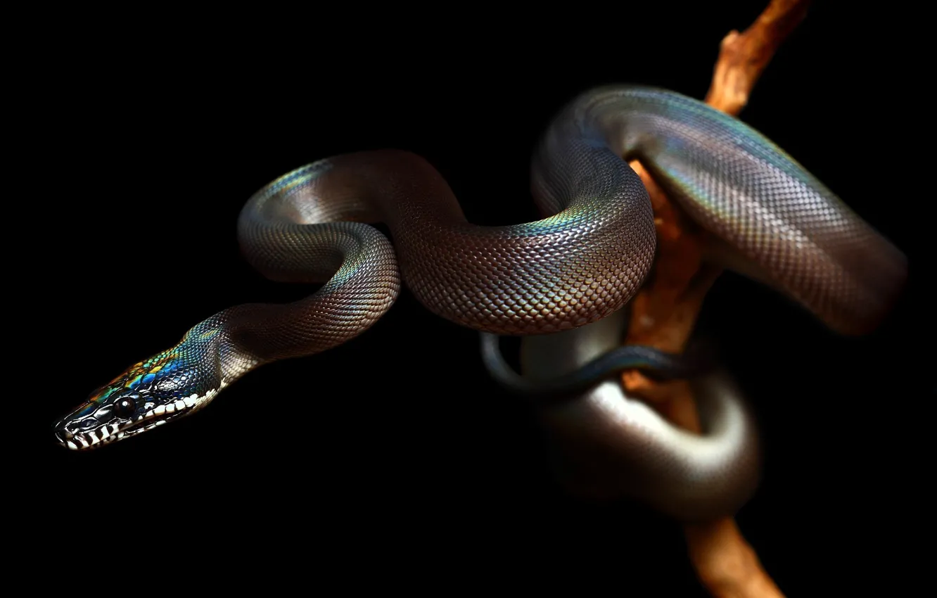 Photo wallpaper snake, snake, reptile, reptile