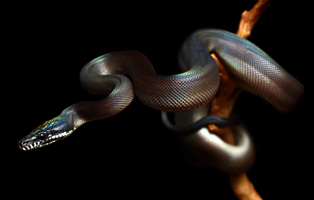 Photo wallpaper snake, Snake, reptile, reptile