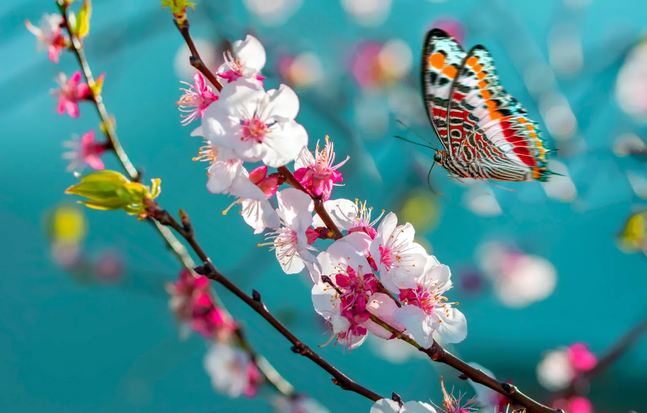 Photo wallpaper macro, flight, flowers, butterfly, branch, spring, Sakura, insect