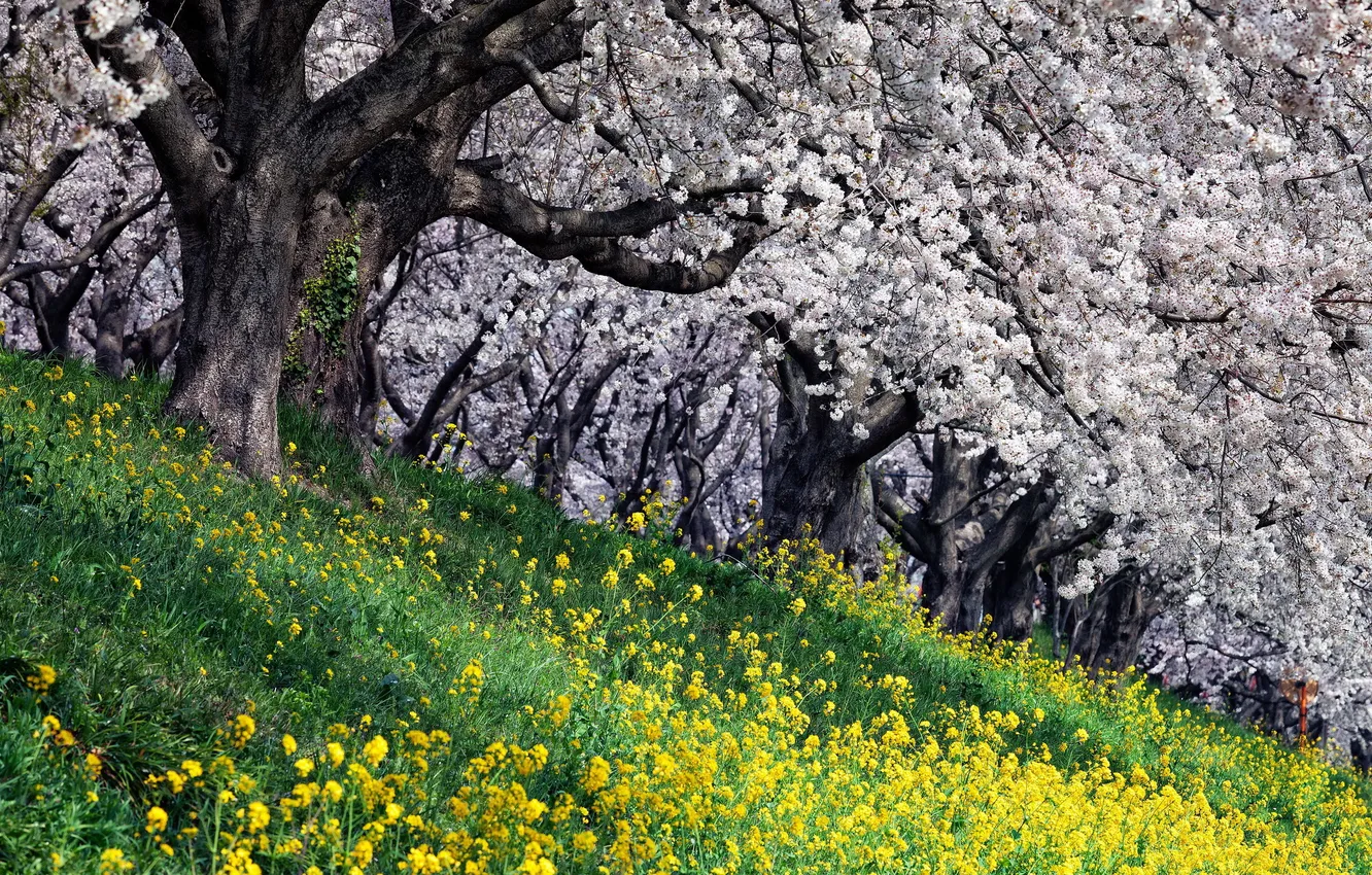 Photo wallpaper trees, landscape, nature