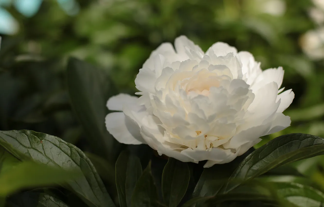 Photo wallpaper leaves, flowers, the bushes, white peony