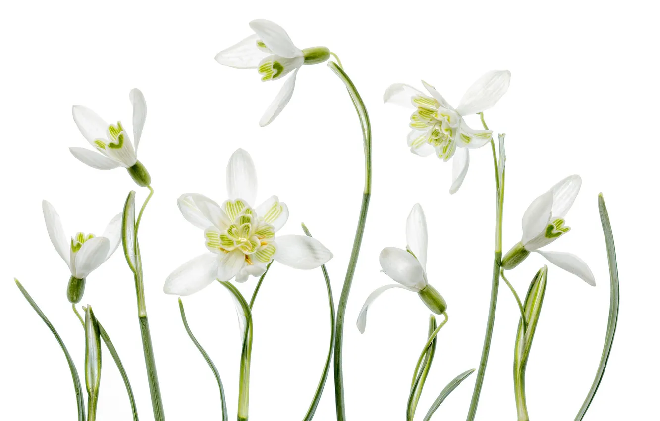 Photo wallpaper macro, nature, spring, petals, snowdrops