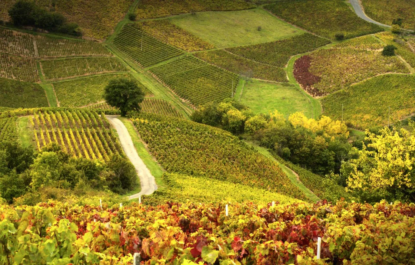 Photo wallpaper field, France, slope, hill, vineyard, Beaujolais