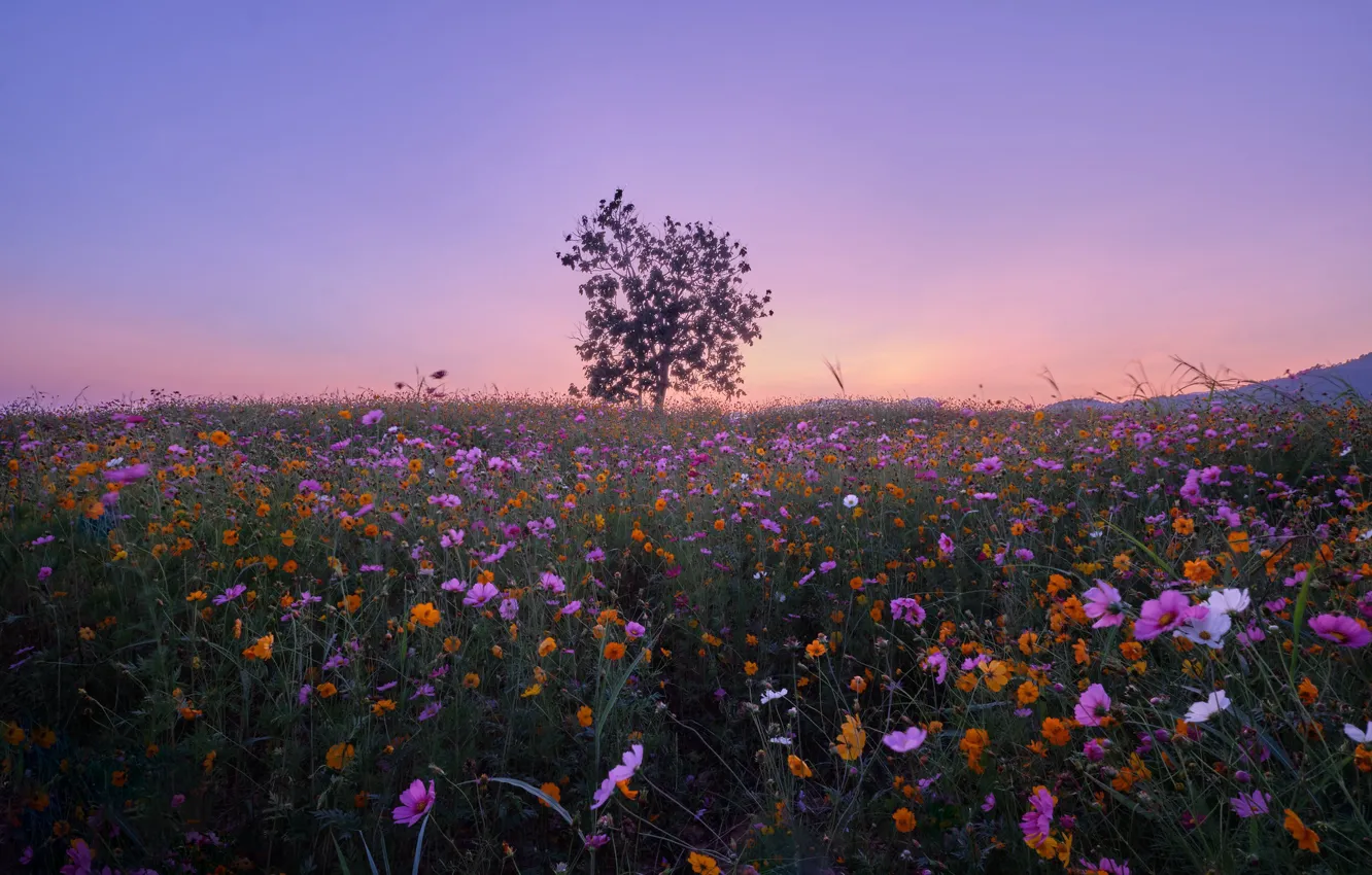 Photo wallpaper trees, flowers, meadow, Thailand, Thailand, kosmeya, Chiang Rai, Chiang Rai