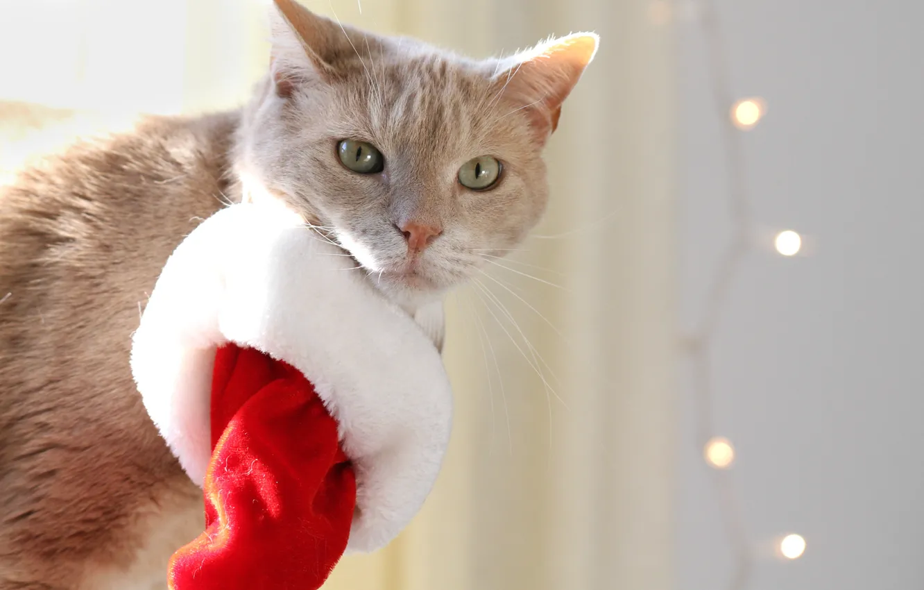 Photo wallpaper cat, cat, look, cap