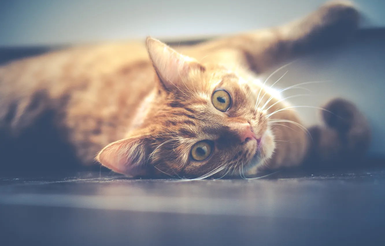 Photo wallpaper cat, look, face