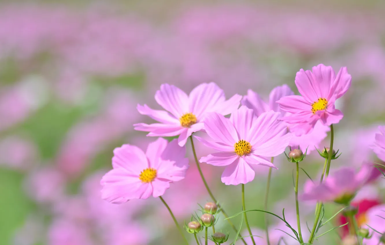 Photo wallpaper space, macro, pink, bokeh, buds, kosmeya