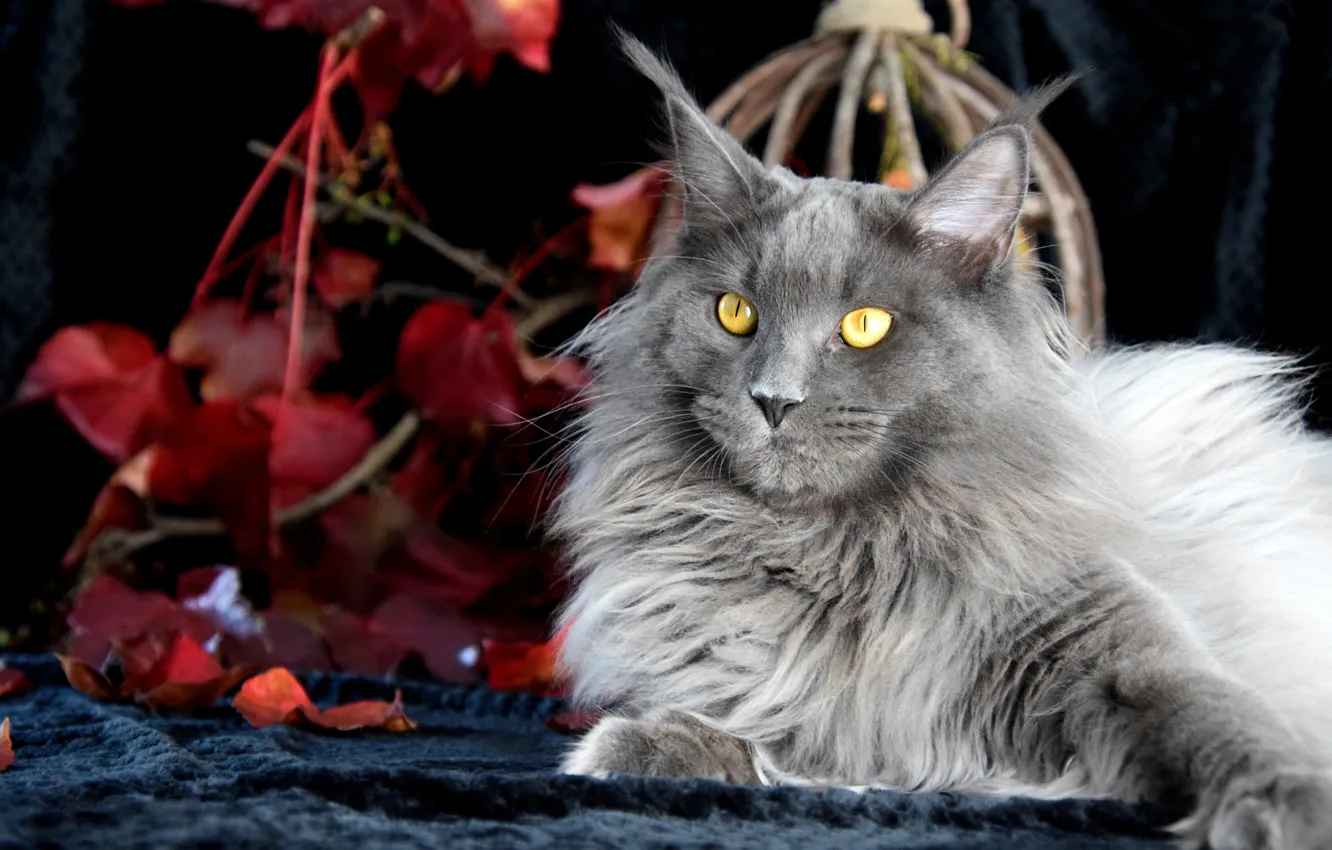 Photo wallpaper autumn, cat, cat, look, face, branches, pose, the dark background