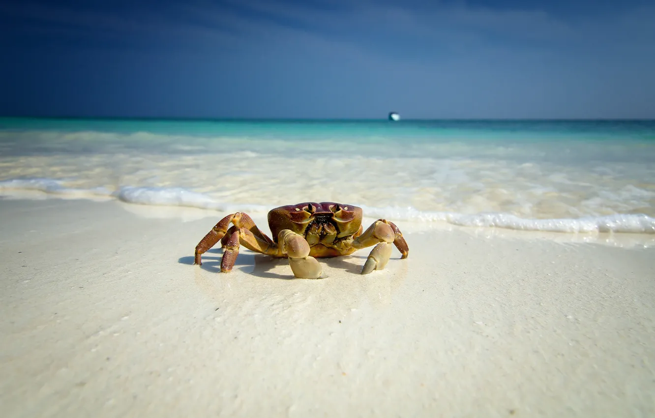 Photo wallpaper sea, beach, eyes, boat, crab, paws