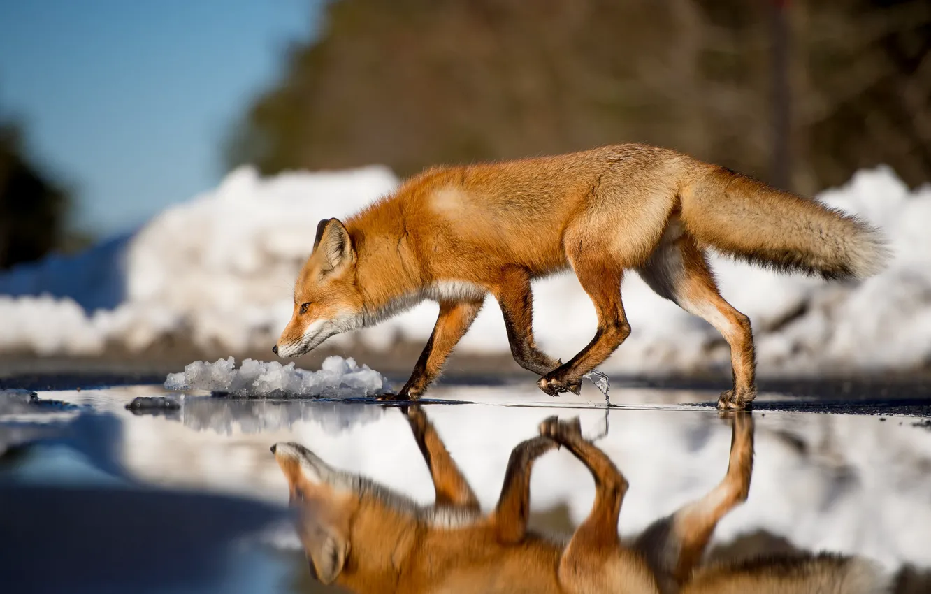 Photo wallpaper nature, background, Fox