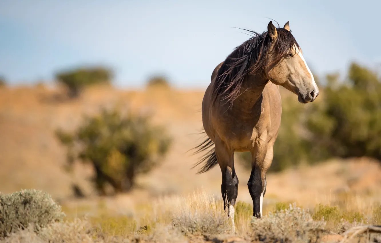 Photo wallpaper horse, the wind, horse, mane, profile, wild, Dun