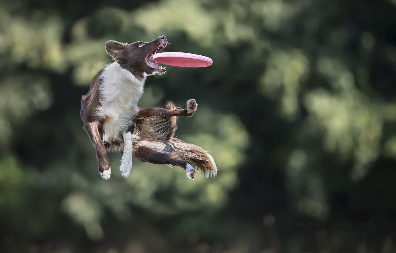 Photo wallpaper jump, the game, dog, dog, disk, catches, Border Collie, Aport