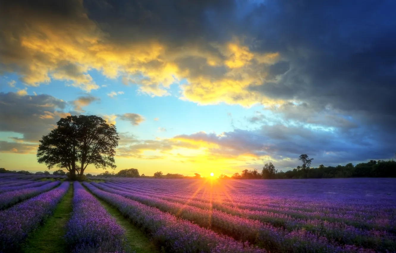 Photo wallpaper field, the sky, the sun, clouds, sunset, tree, lavender