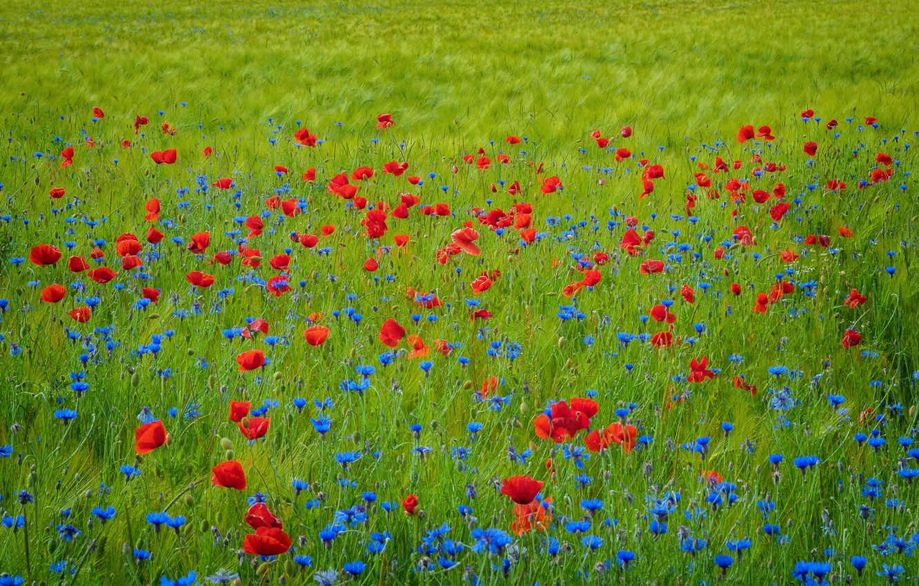 Photo wallpaper flowers, blue, red, nature, Maki, meadow, cornflowers
