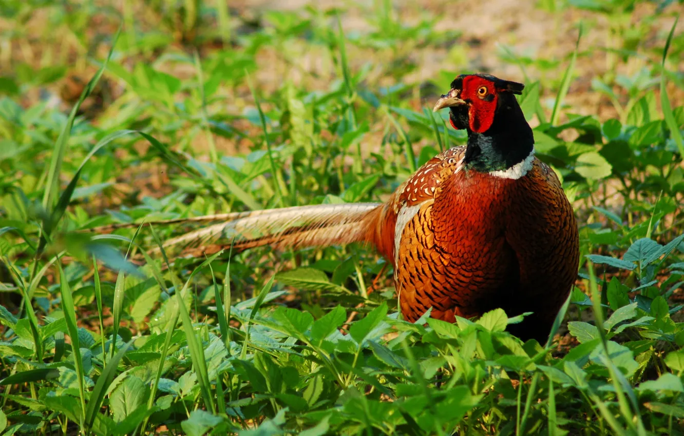 Photo wallpaper field, nature, bird, pheasant