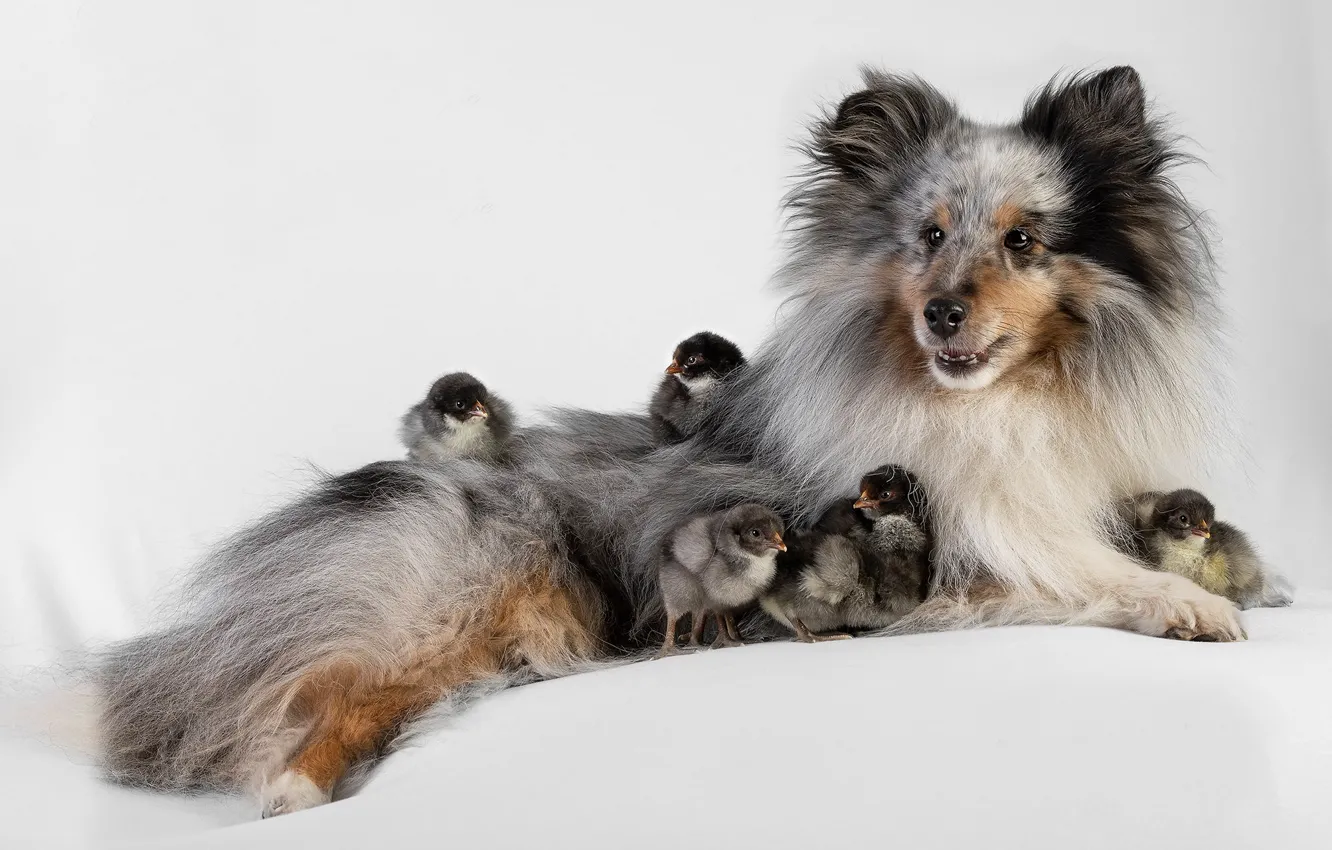 Photo wallpaper chickens, dog, white background, friends, Chicks, Sheltie, Shetland Sheepdog