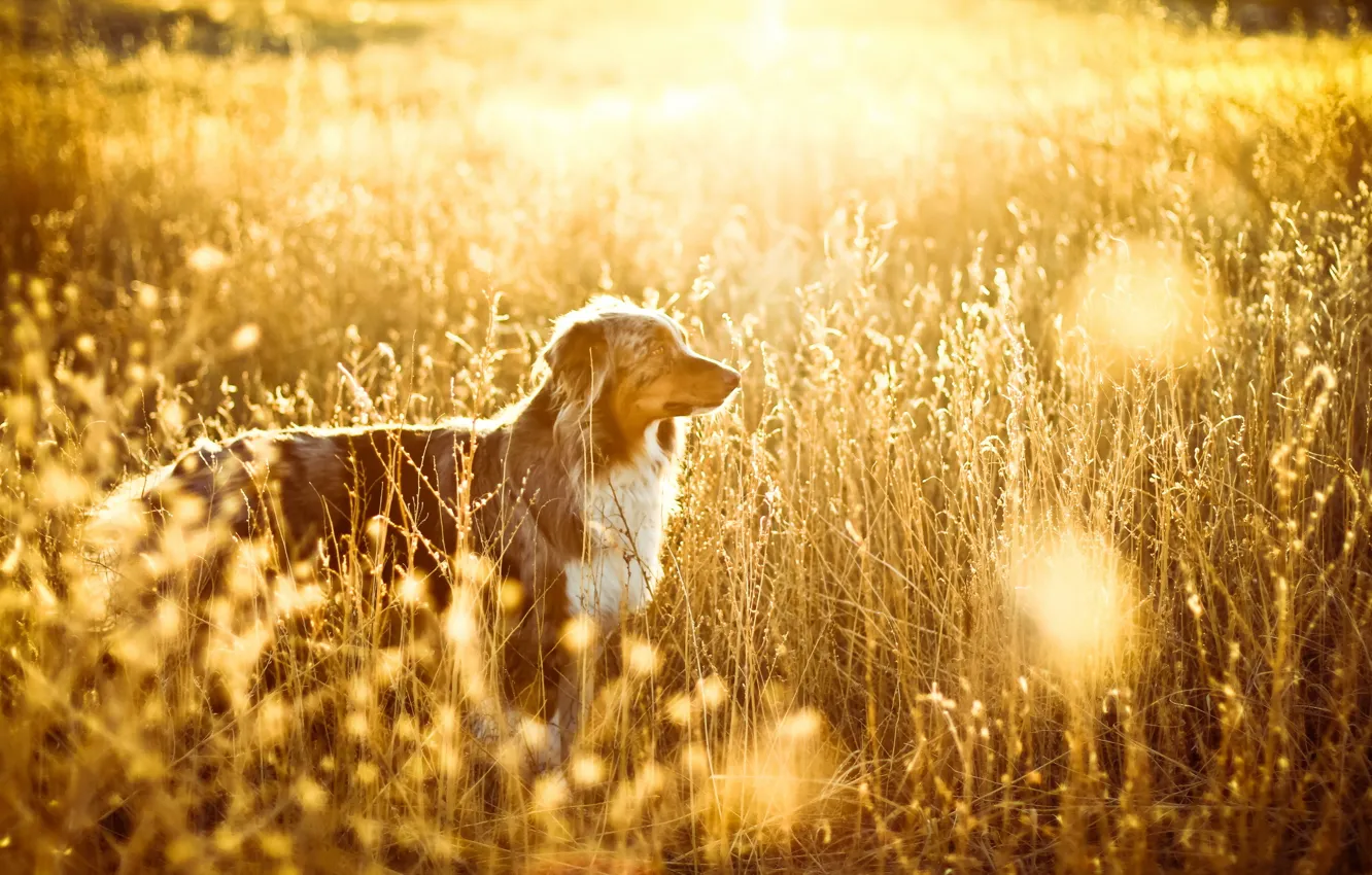 Photo wallpaper field, light, dog
