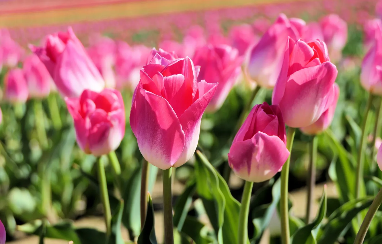 Photo wallpaper field, light, flowers, glade, spring, tulips, pink, buds