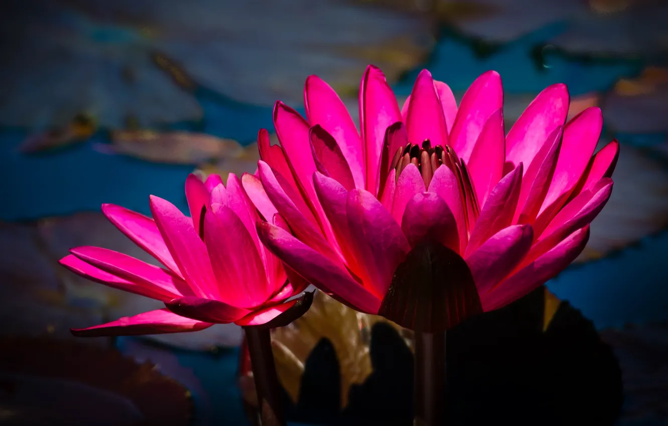 Photo wallpaper water, macro, flowers, the dark background, bright, petals, pink, water lilies