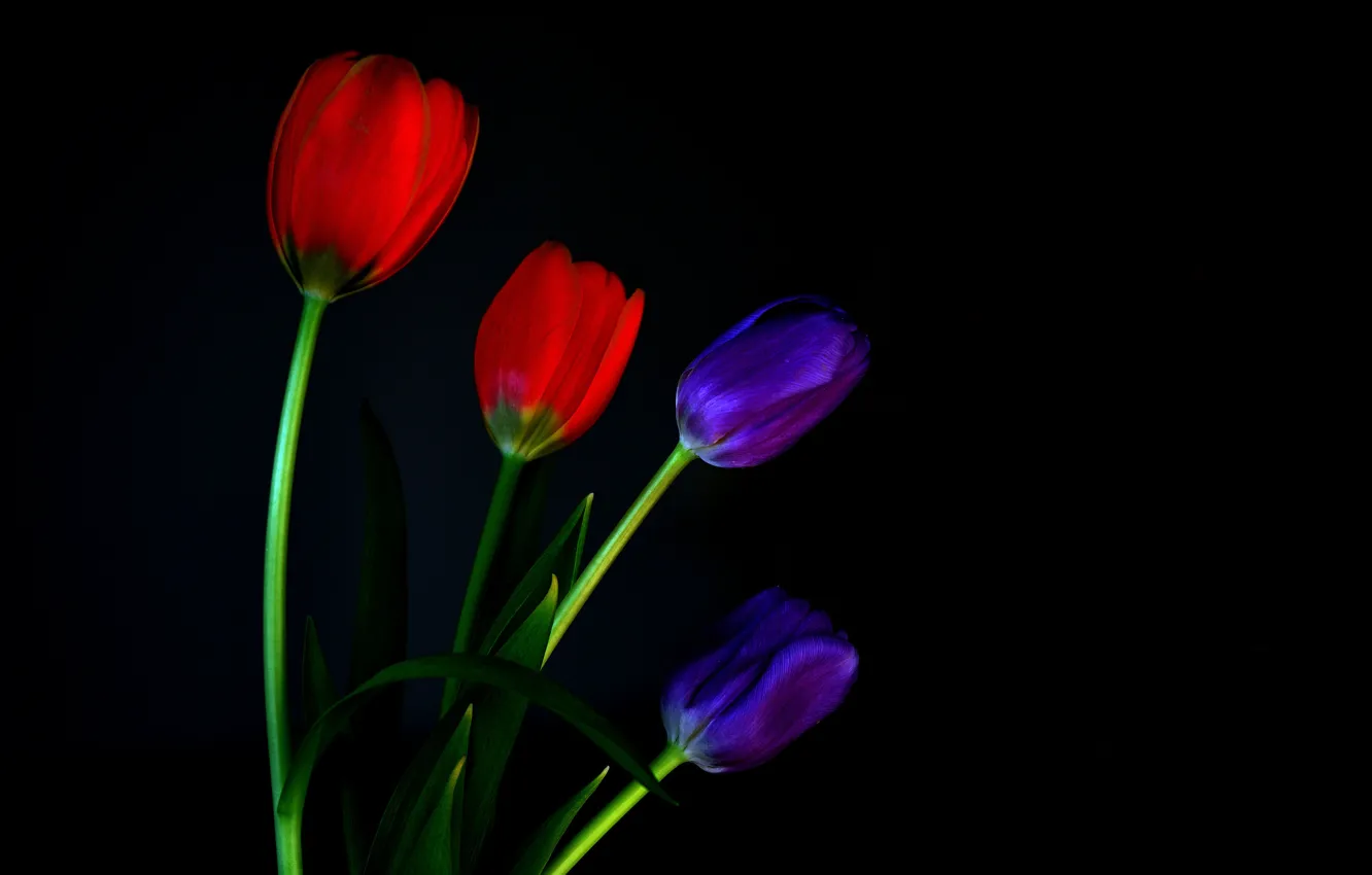 Photo wallpaper macro, background, petals, stem, tulips