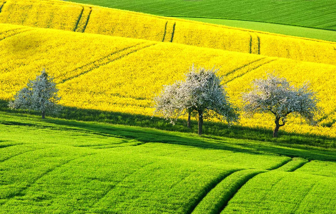 Photo wallpaper field, trees, hills, spring, Germany, rape