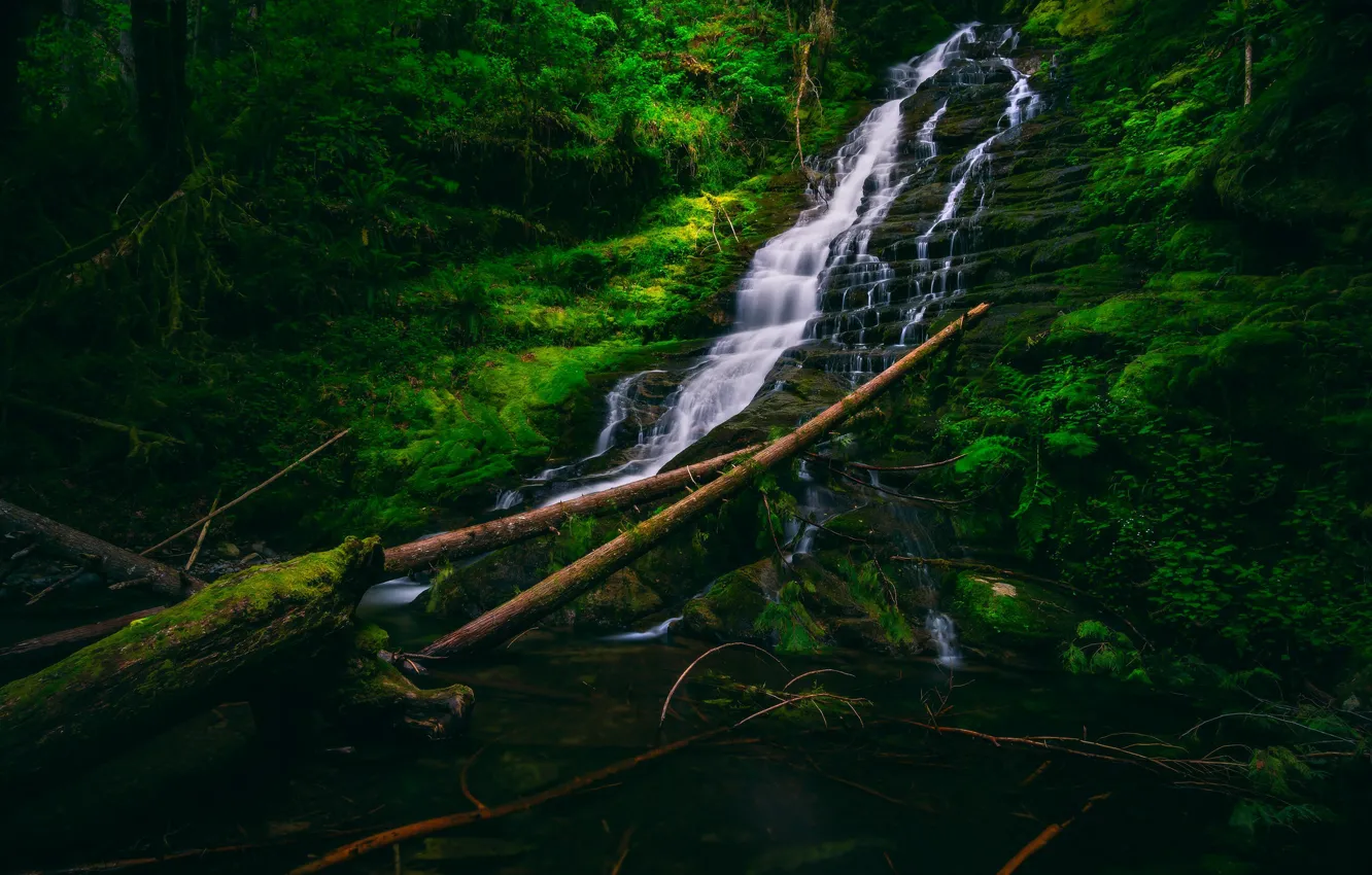 Photo wallpaper forest, thickets, waterfall