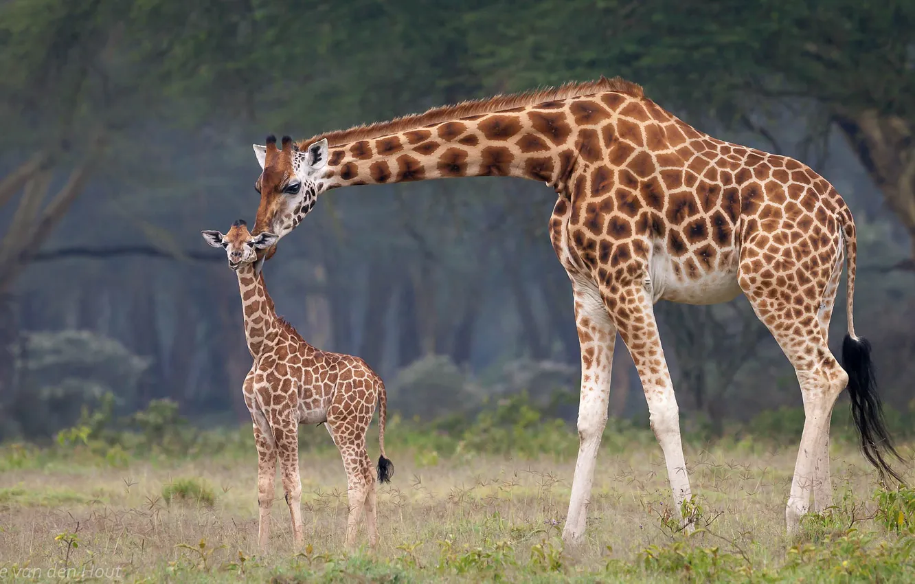 Photo wallpaper baby, giraffes, Africa, mom
