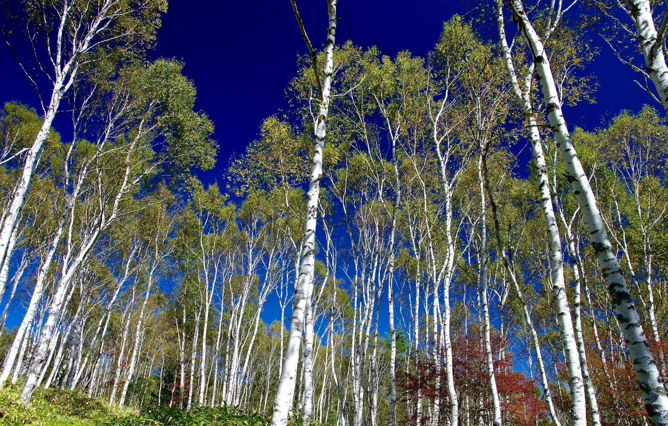 Photo wallpaper forest, trees, birch, grove