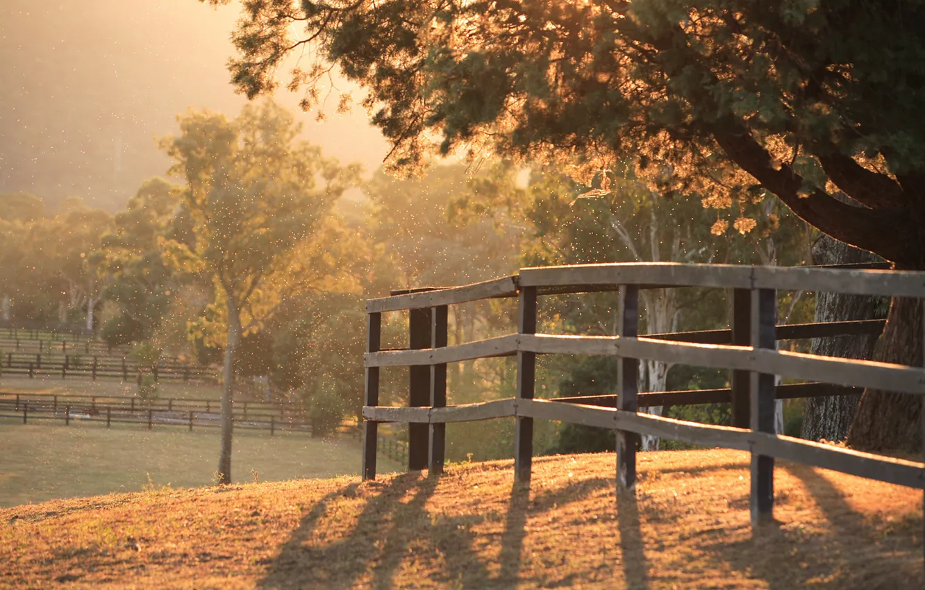 Photo wallpaper grass, rays, light, trees, nature, mood, the fence, nature wallpapers