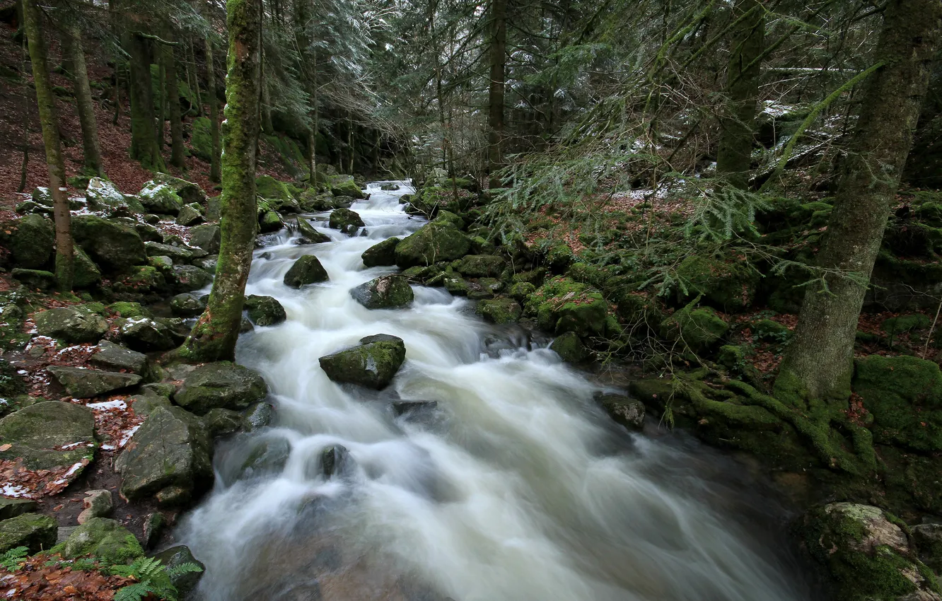 Photo wallpaper forest, river, stones