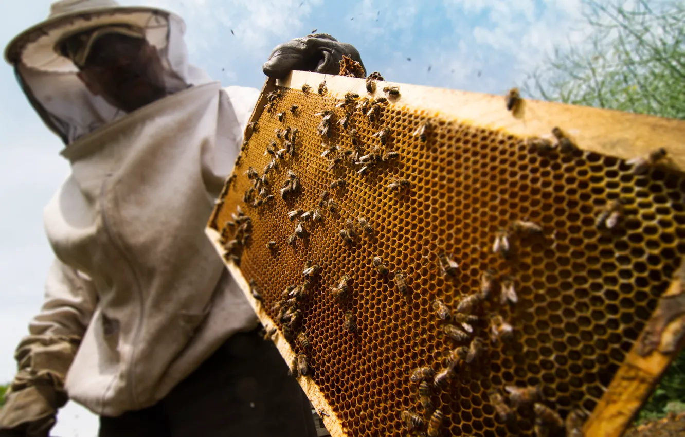 Photo wallpaper honey, protection, bees, beekeeper