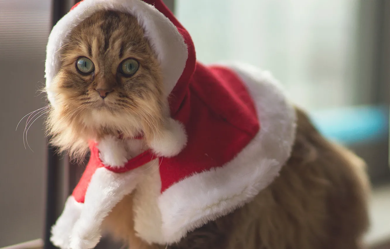Photo wallpaper eyes, animal, Cats, costume, Ben Torode, Christmas Cat