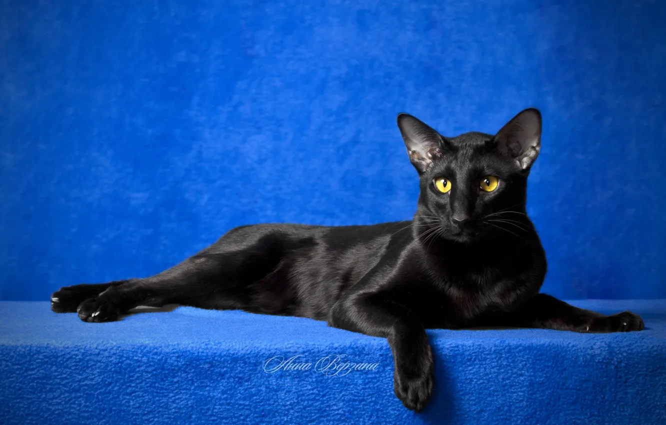 Photo wallpaper eyes, cat, look, black cat, blue background, Oriental