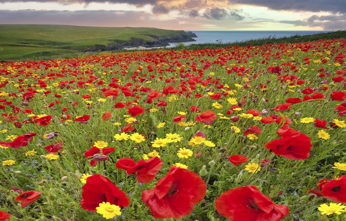 Photo wallpaper flowers, coast, England, Maki, chamomile, meadow, England, Cornwall