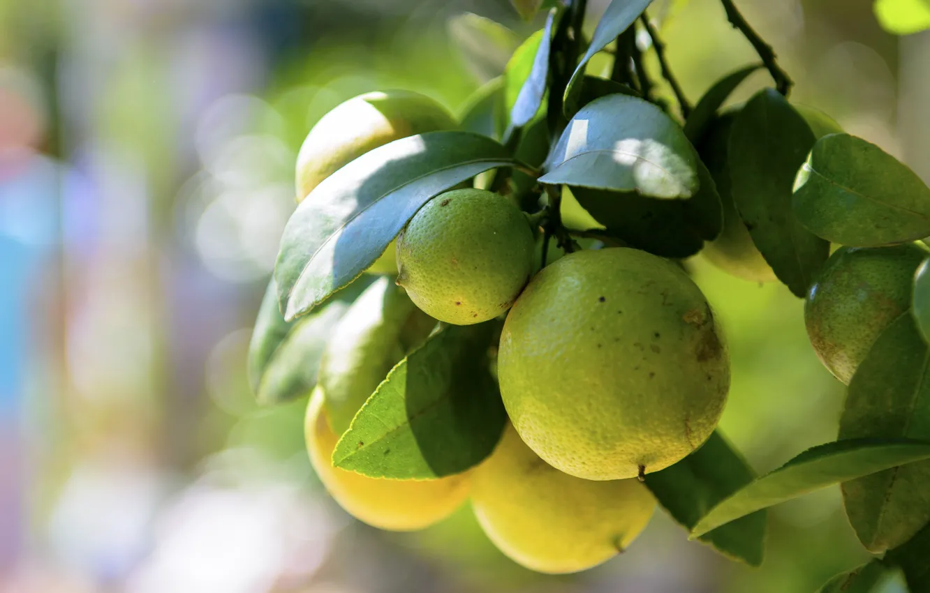 Photo wallpaper leaves, trees, fruit, lime, citrus