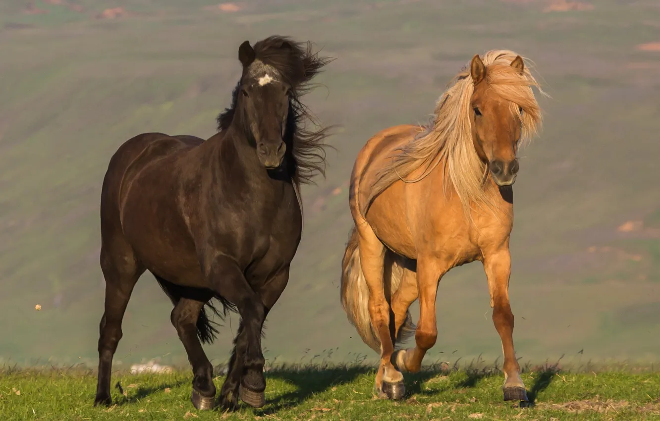 Photo wallpaper movement, the wind, horse, pair
