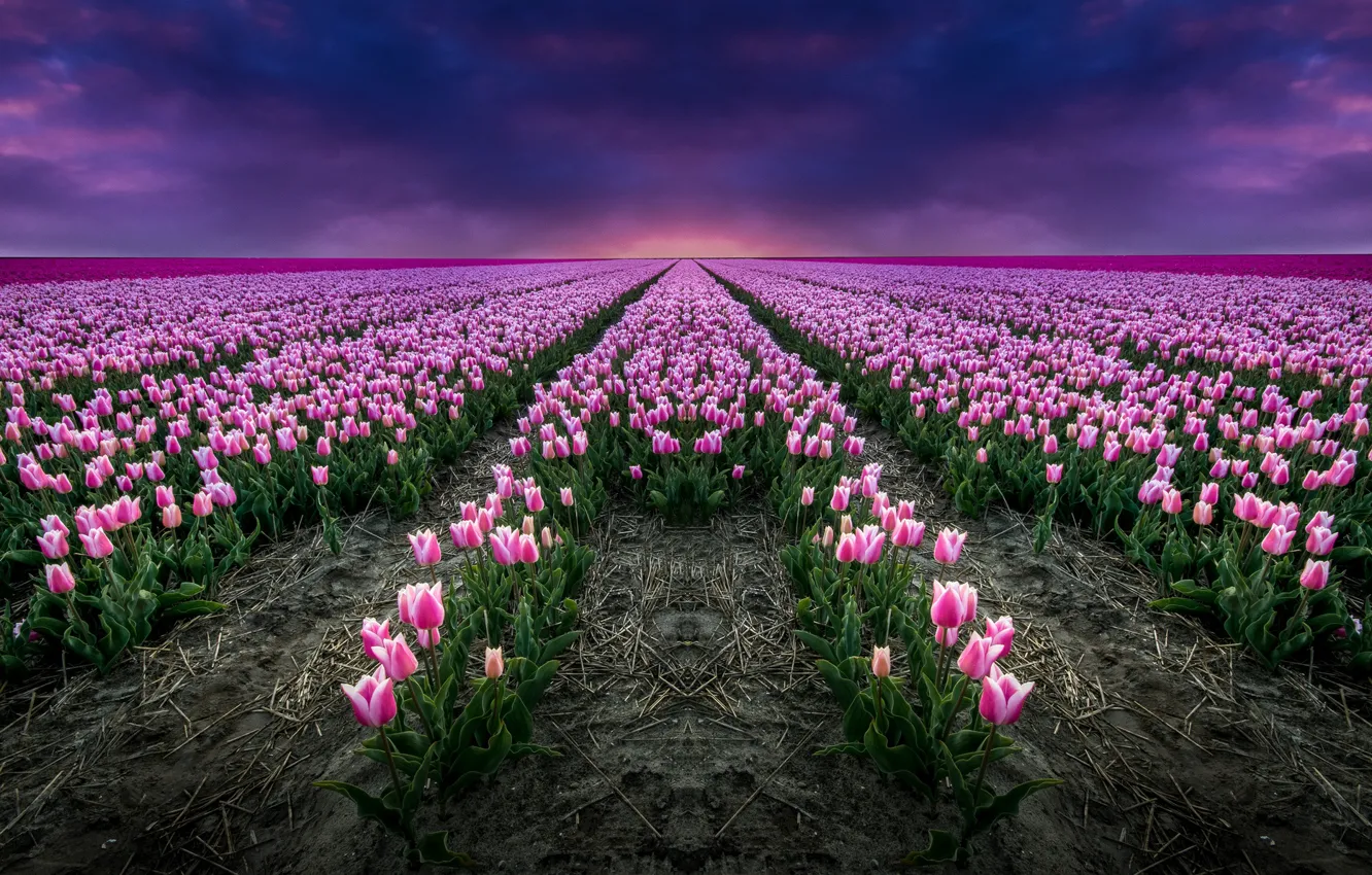 Photo wallpaper field, horizon, tulips, Netherlands, Holland