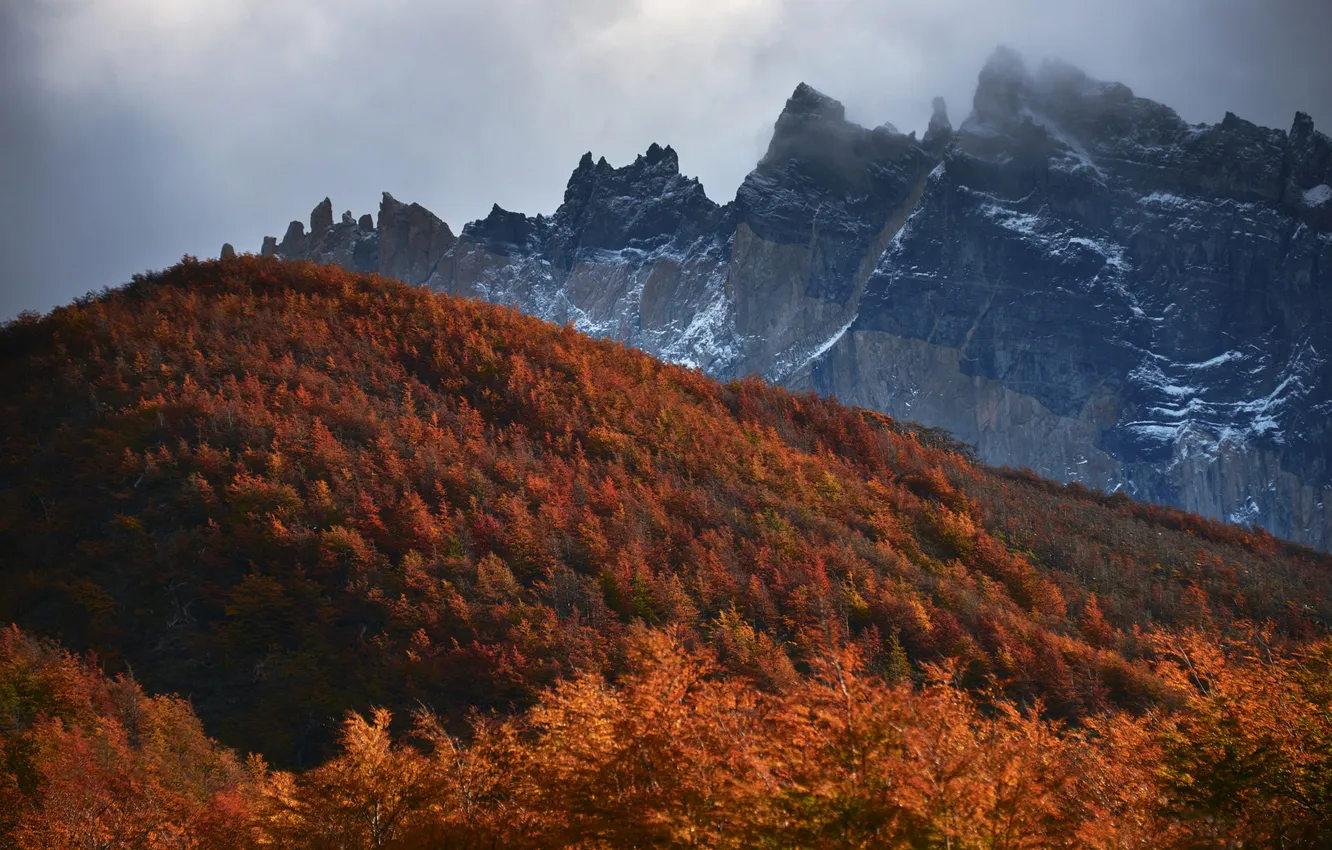 Photo wallpaper autumn, forest, trees, mountains, slope, haze