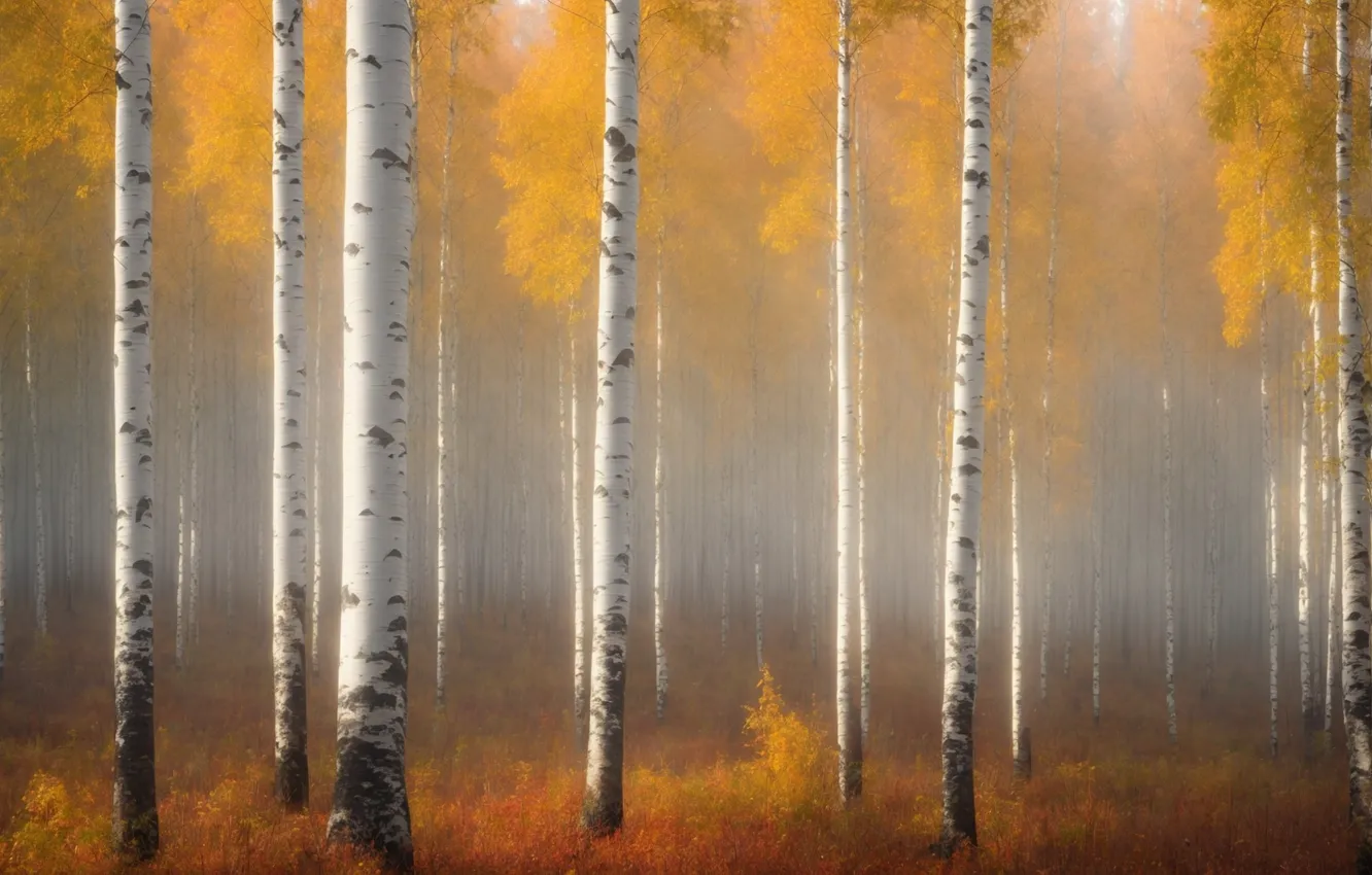 Photo wallpaper autumn, forest, light, trees, branches, nature, fog, morning