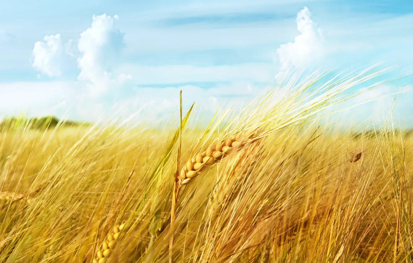 Photo wallpaper wheat, field, the sky, clouds, macro, ear