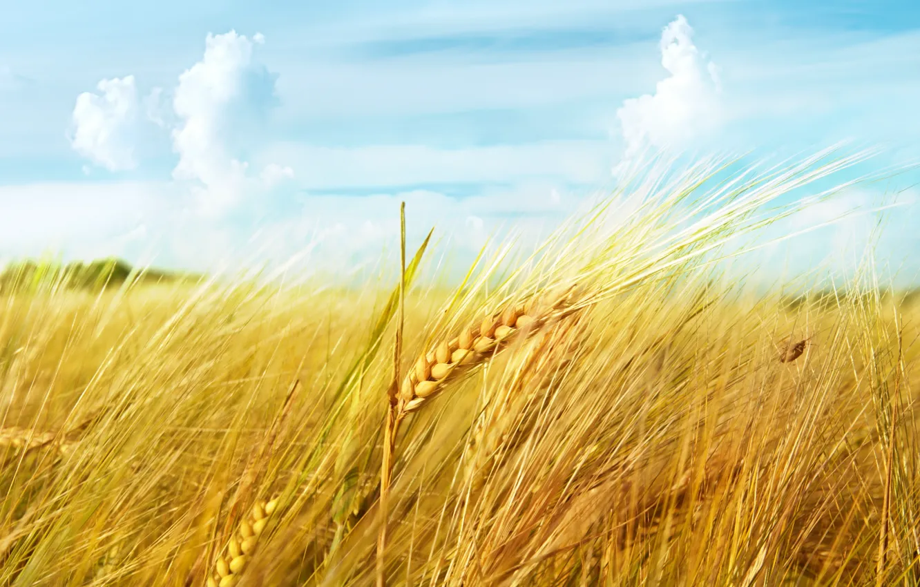 Photo wallpaper wheat, field, the sky, clouds, macro, ears