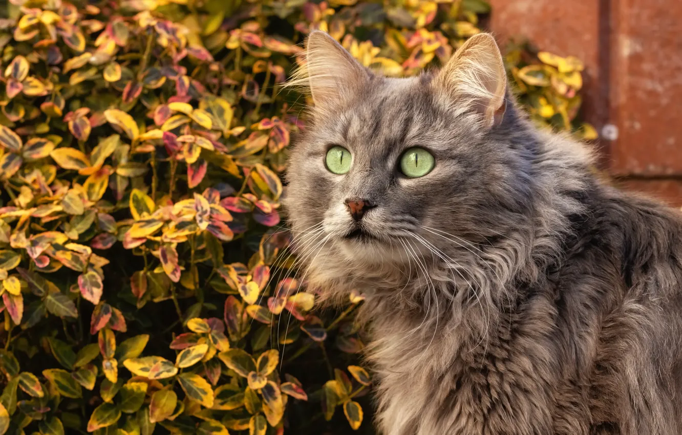 Photo wallpaper autumn, cat, look, leaves, grey, foliage, the bushes