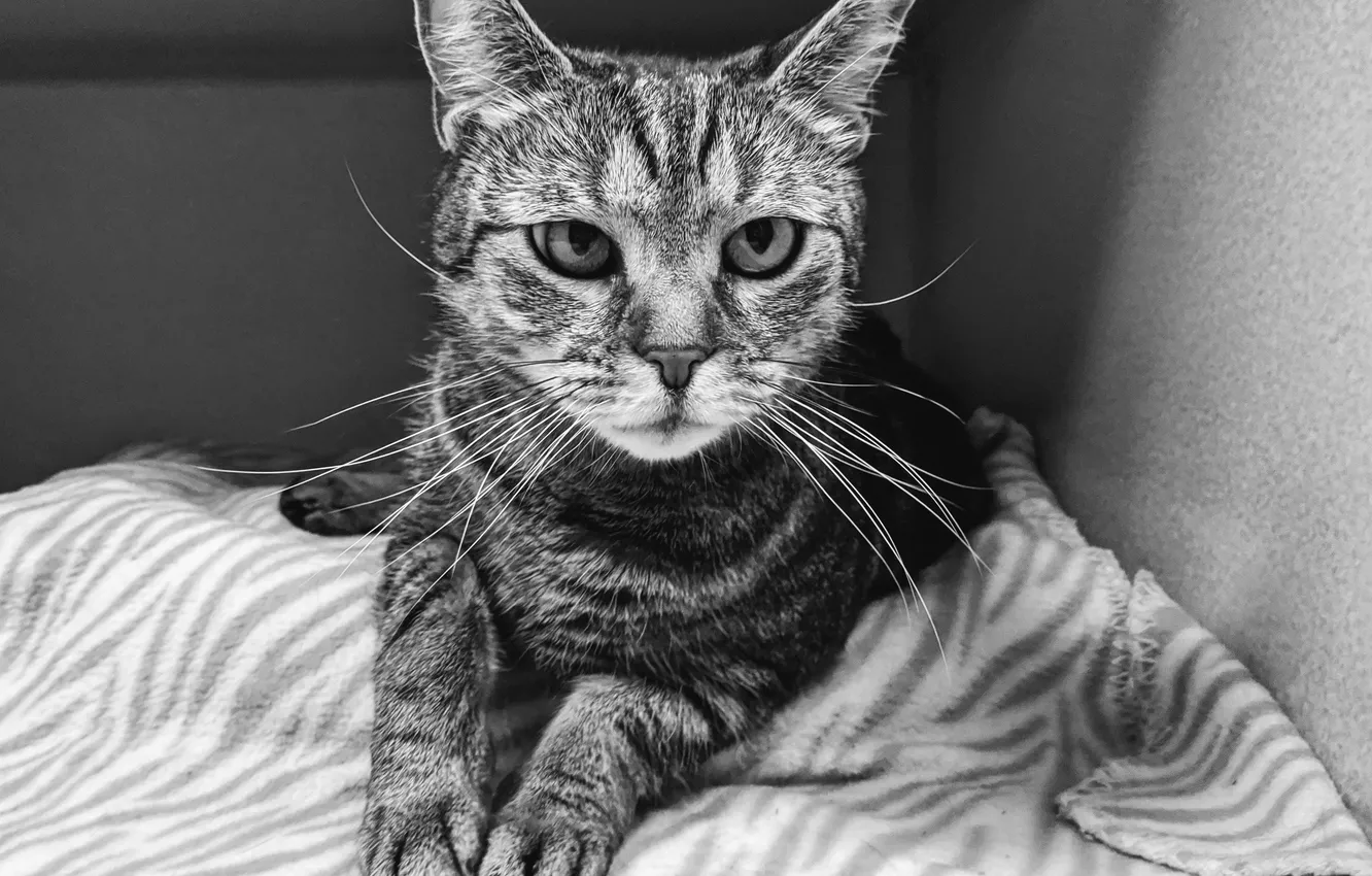 Photo wallpaper cat, cat, black and white photo