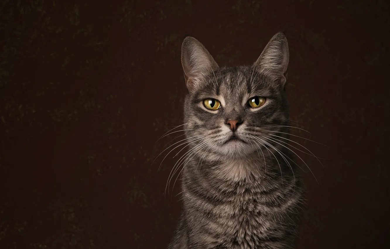 Photo wallpaper cat, cat, look, face, grey, portrait, brown background