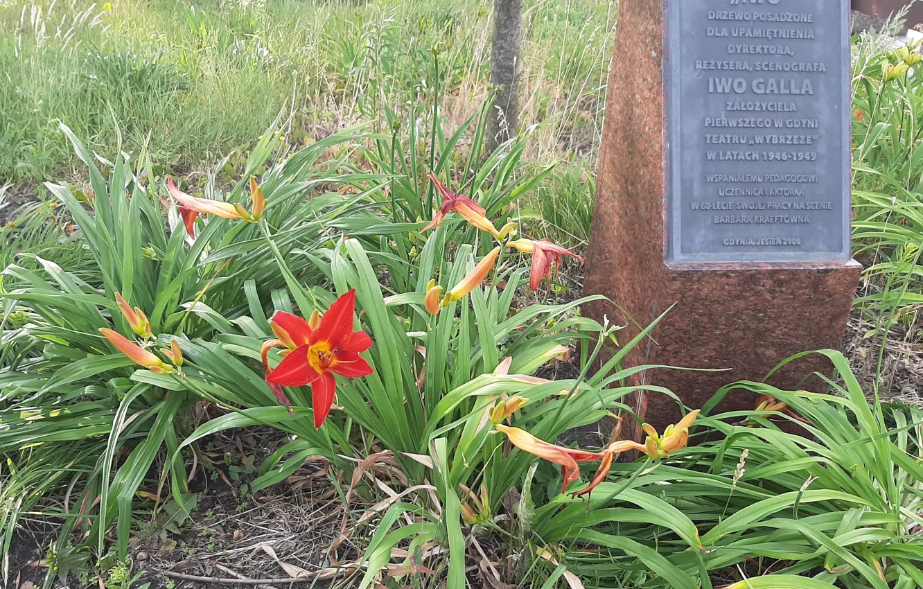 Photo wallpaper Flowers, trees, grass, plinth